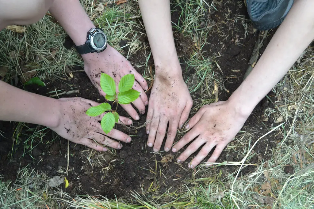 People planting a tree for climate change