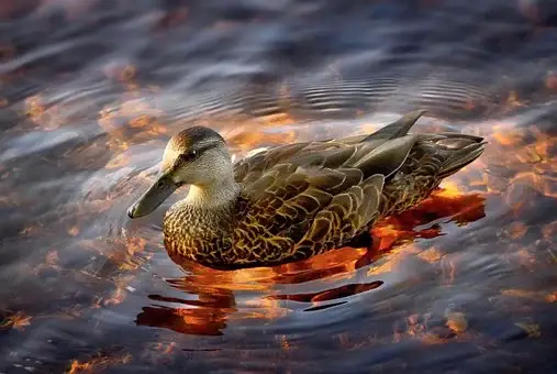 Environmental friendly duck