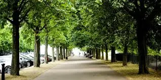 Street trees as a types of urban green space