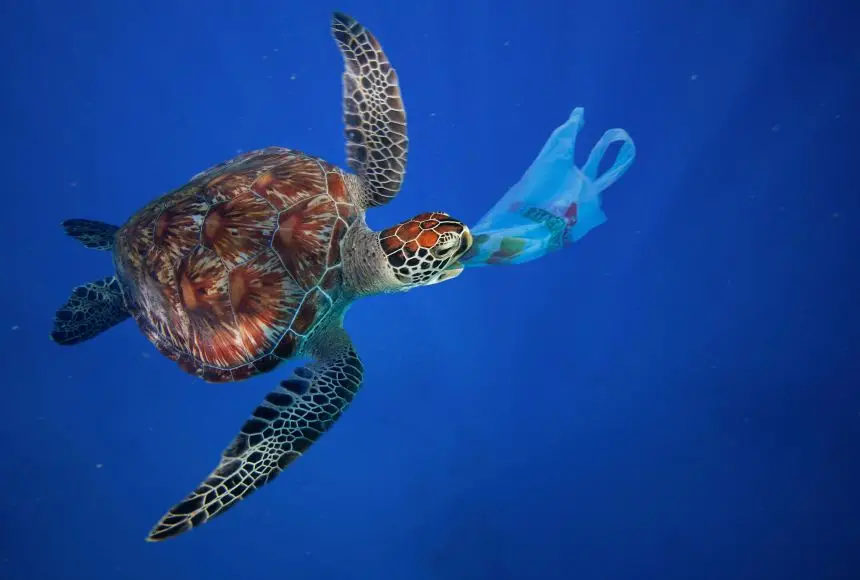 Plastic bags are one of the worst plastics ever made because ocean wildlife can swallow them and die.