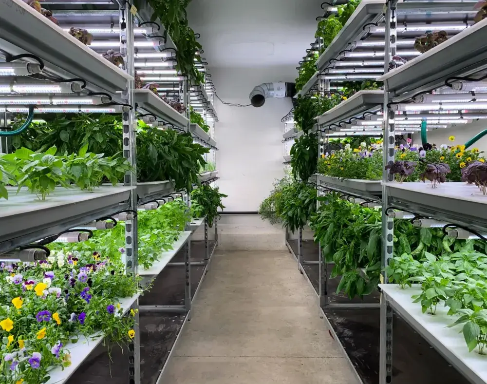 vertical farming an example of green innovation