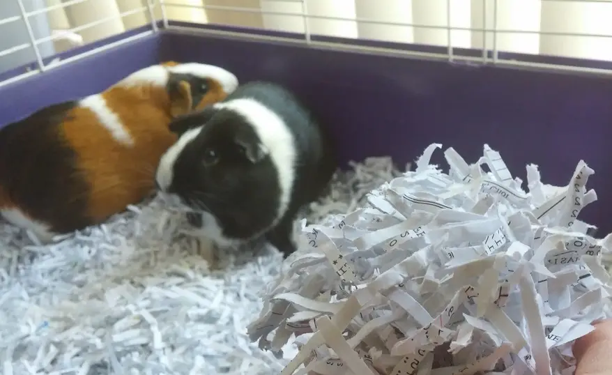 Shredded Paper can be used to make bed for pets.