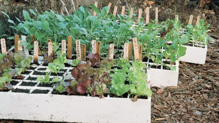 Using old styrofoam for planting is an ecofriendly way to reuse styrofoam. 