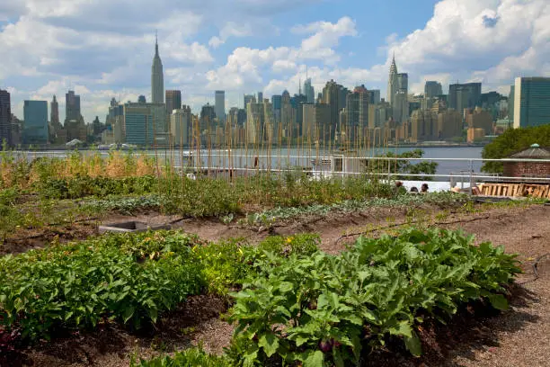 Beginners Guide to Urban Homestead