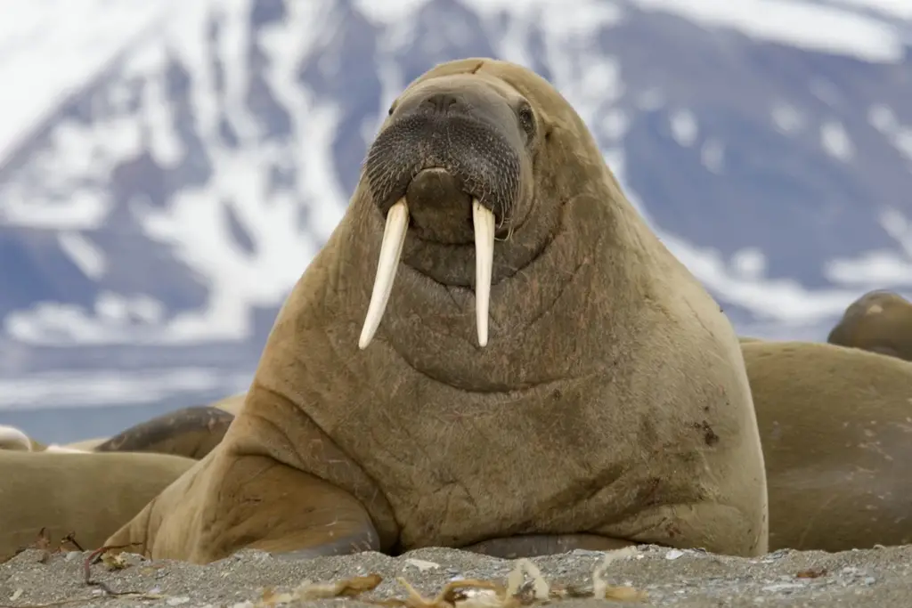 Image of a Walrus