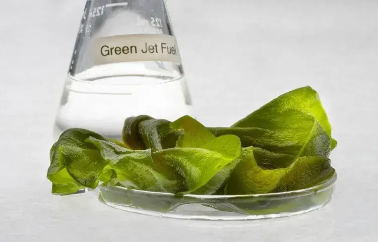 pros and cons of algae biofuel