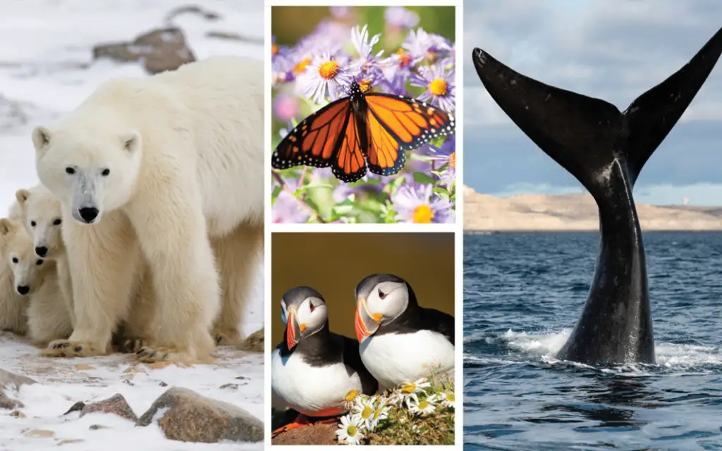 Endangered Species Due To Climate Change: The Urgent Crisis Unveiled!